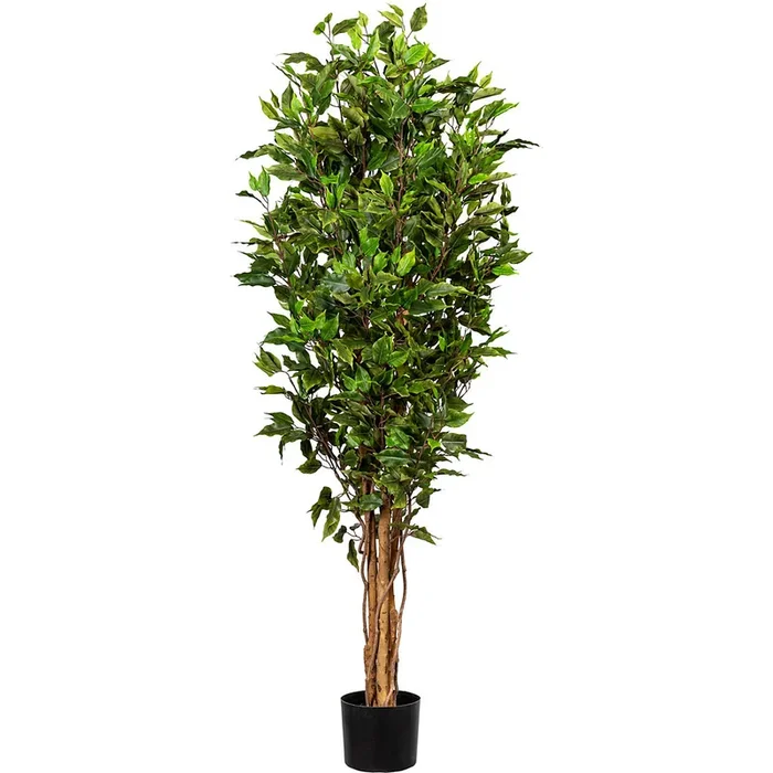 Figuier Ficus benjamina