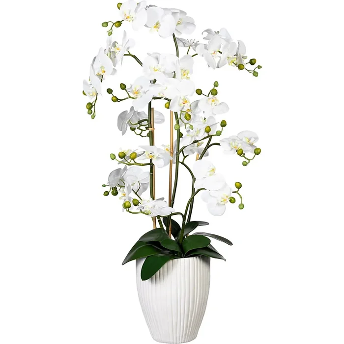 Orchidée papillon, real touch