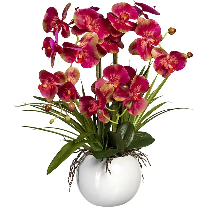 Phalaenopsis dans un pot céramique