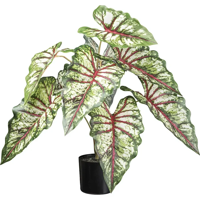 Syngonium