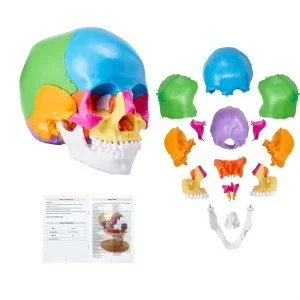 VEVOR Modèle de Crâne Humain 1:1 de Grandeur Nature Coloré Crâne Anatomique 22 Parties Détachables en PVC pour Enseignement Médical Recherche Apprentissage Présentation Anatomie École 20×12,5×17 cm