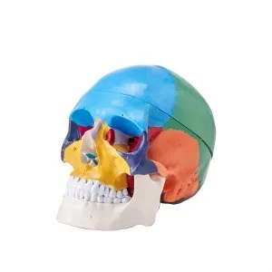VEVOR Modèle de Crâne Humain 1:1 de Grandeur Nature Coloré Crâne Anatomique 3 Parties Détachables en PVC pour Enseignement Médical Recherche Apprentissage Présentation Anatomie École 21,5x13x16 cm